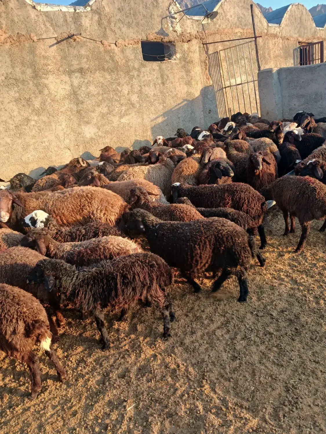 بره ماده ۵ راس سرحال و سالم|حیوانات مزرعه|سمنان, |دیوار