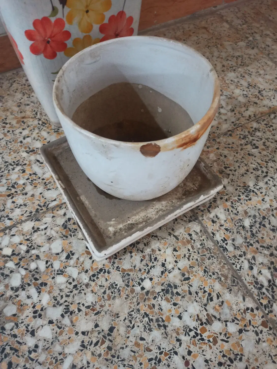 گلدان|گل و گیاه طبیعی|اهواز, کیانشهر|دیوار