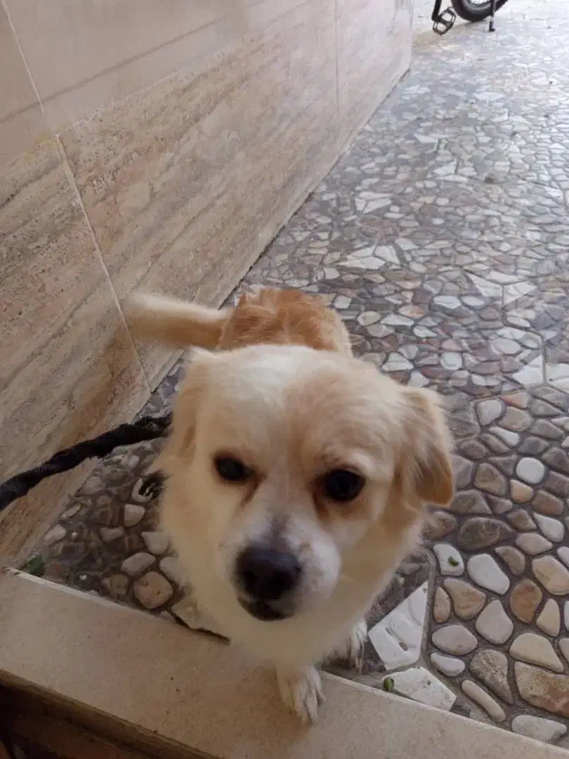 شیتزو پامر ماده|سگ|کرمان, |دیوار