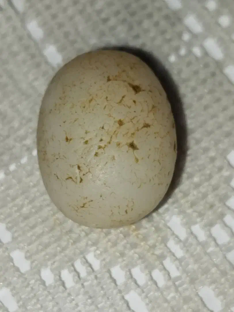 عتیقه|جواهرات|کارون, |دیوار