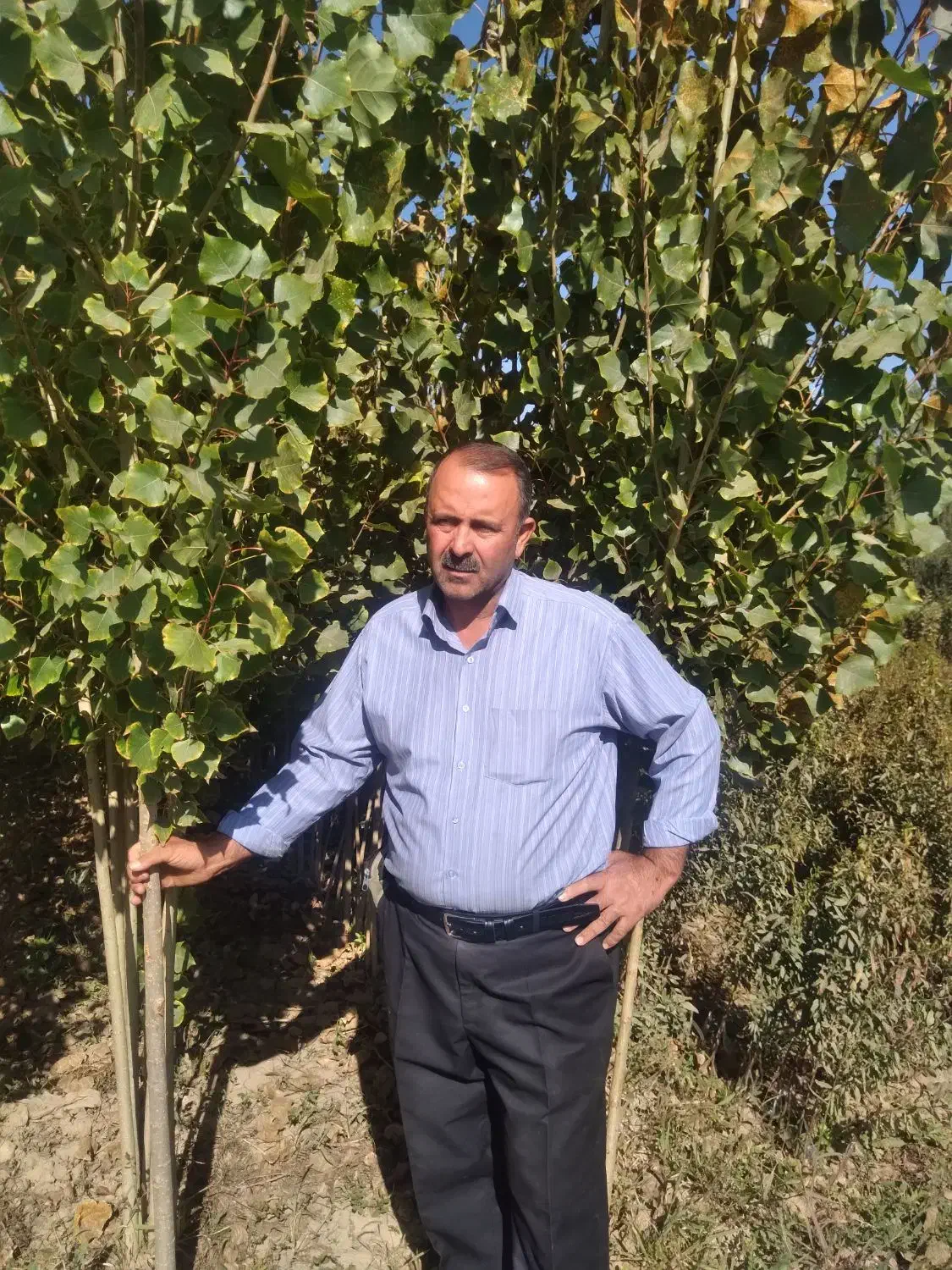 نهال و سنوبر|خدمات باغبانی و درختکاری|کشاورز, |دیوار