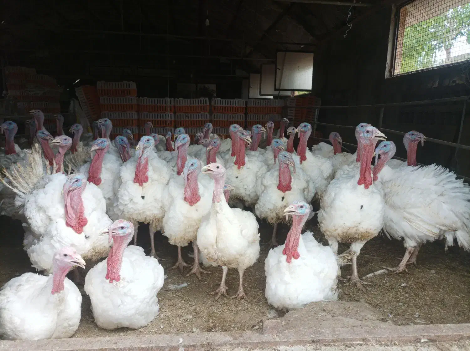 بوقلمون پروار|حیوانات مزرعه|جغتای, |دیوار