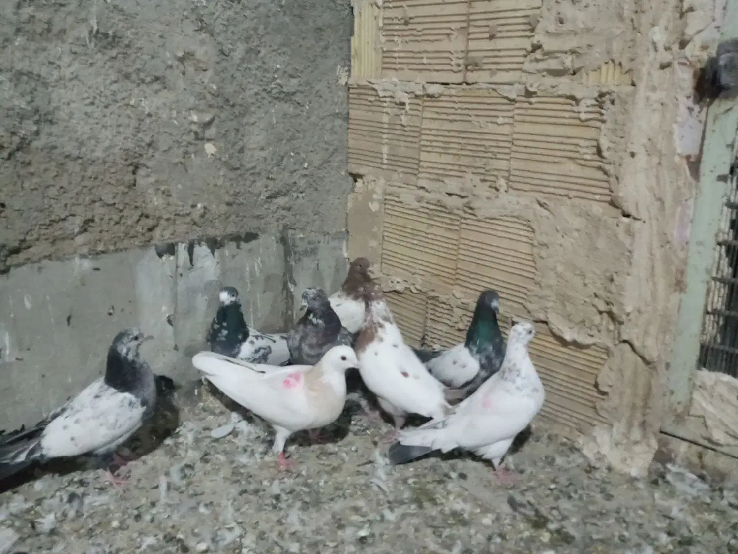 کبوترفروشی|پرنده|فامنین, |دیوار