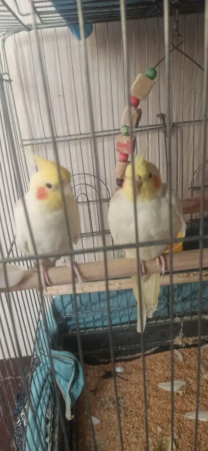 عروس هلندی سینامون لوتینو|پرنده|صفادشت, |دیوار