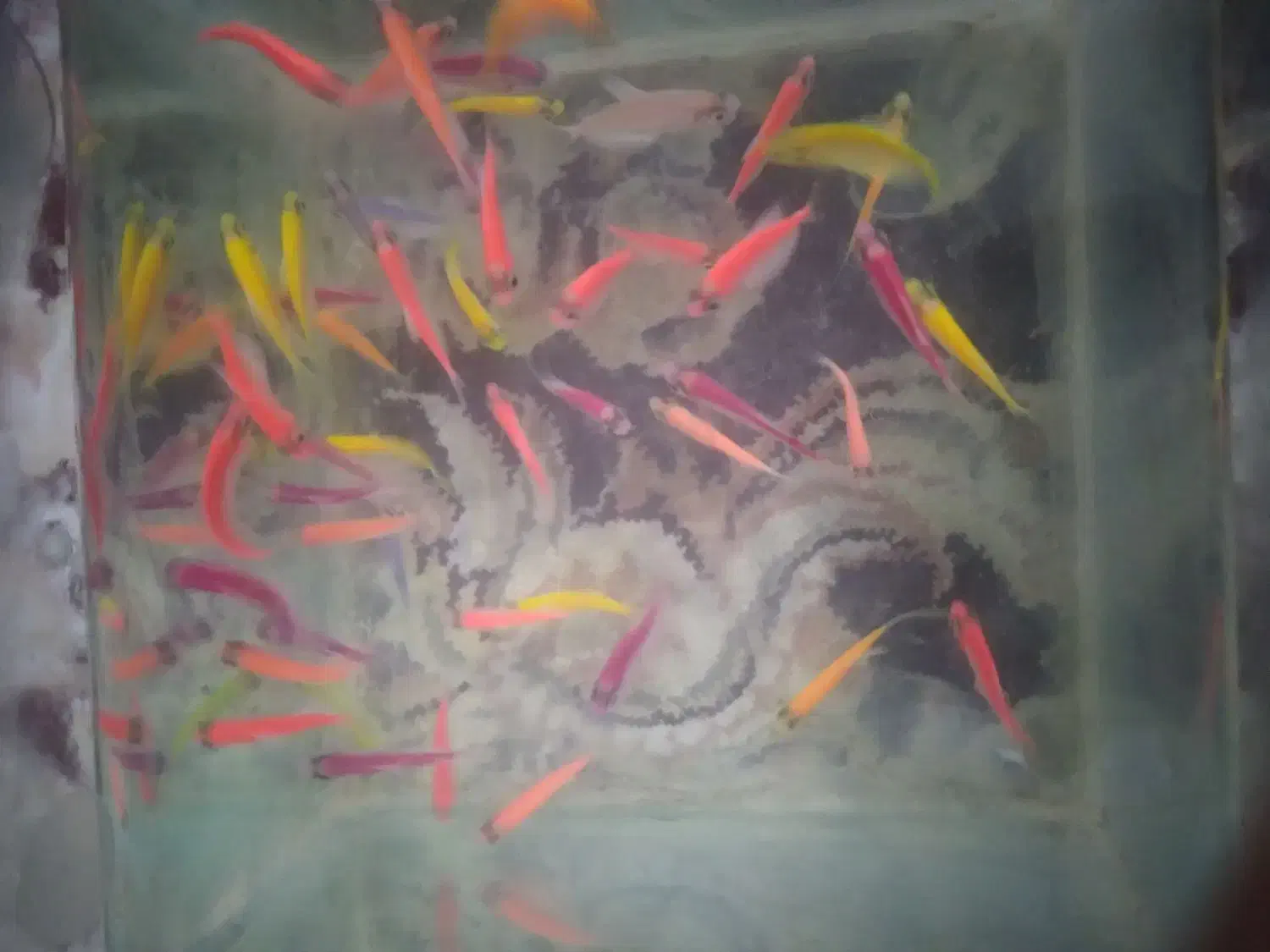 ماهی کالر ویدو|ماهی|اسلام‌شهر, مظفریه|دیوار