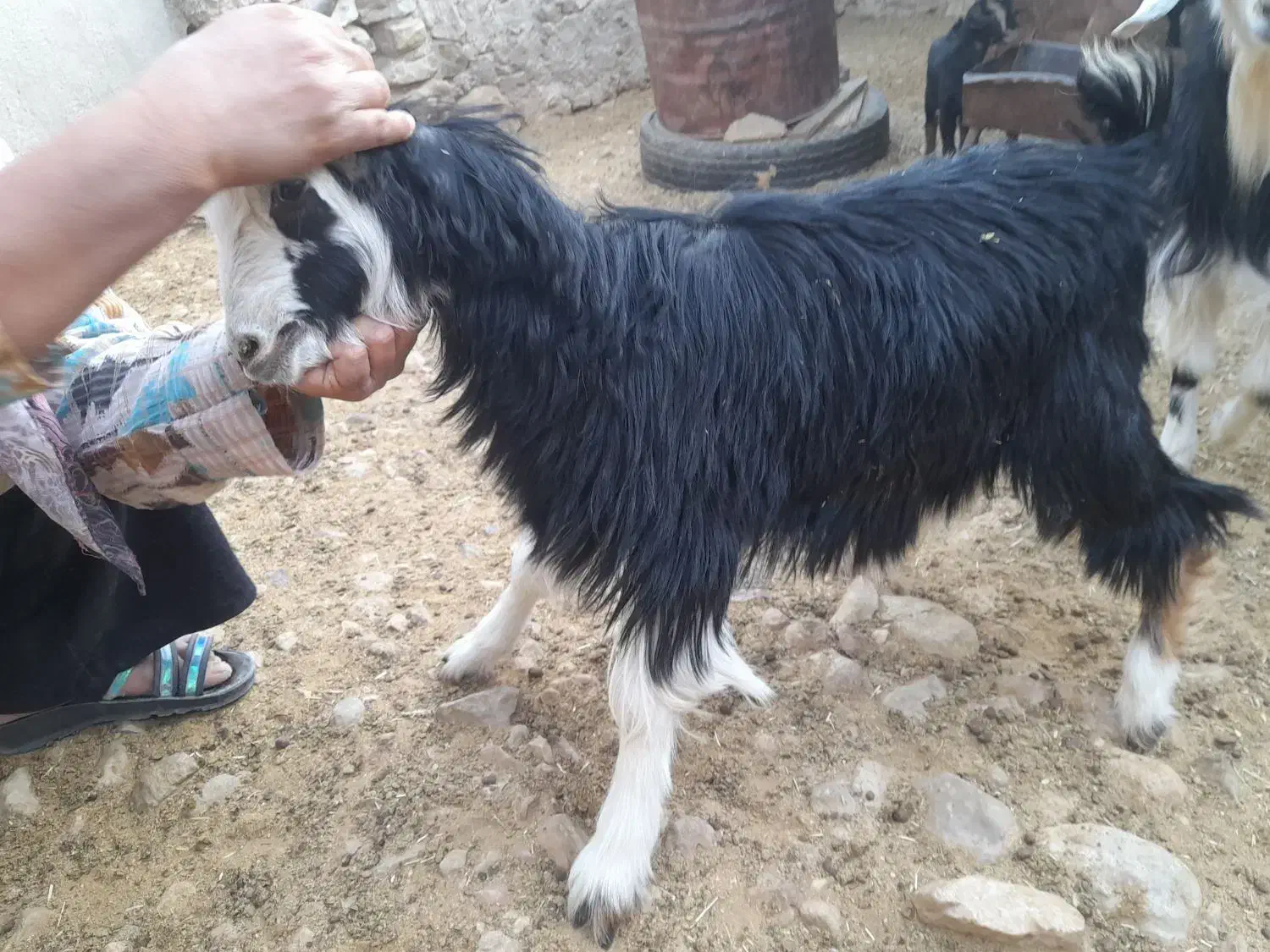 کهره ماده|حیوانات مزرعه|جهرم, |دیوار