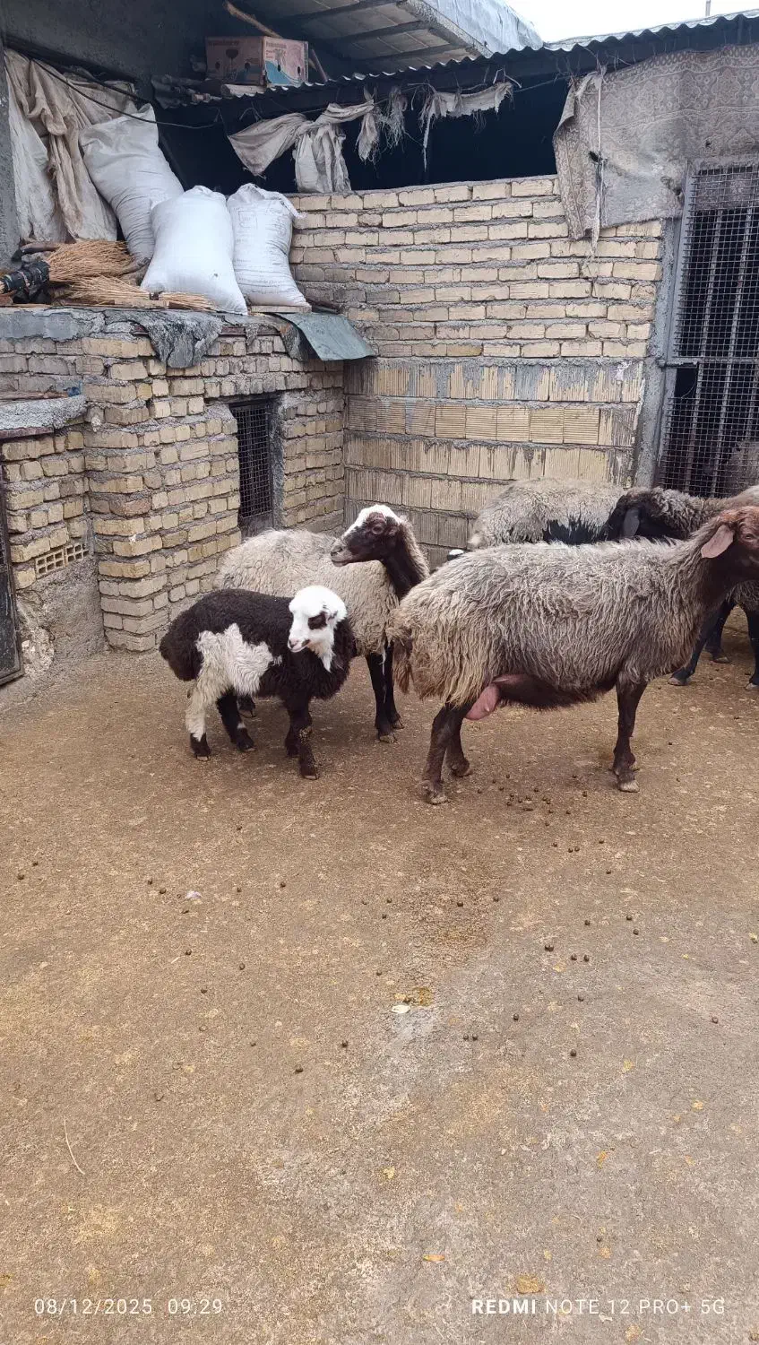 میش و بره|حیوانات مزرعه|الشتر, |دیوار