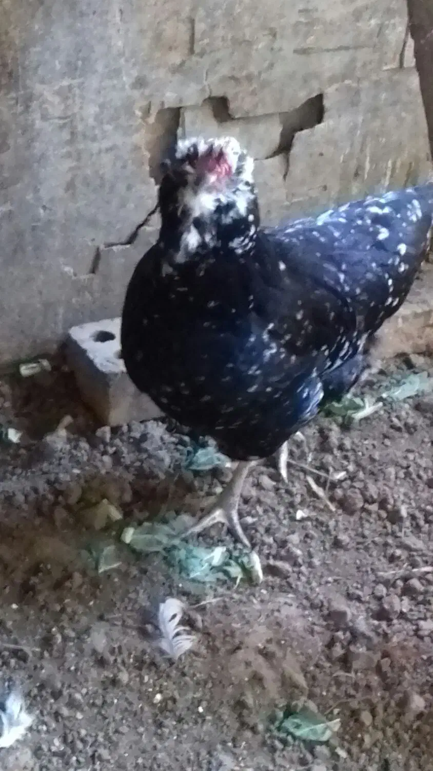 مرغ خروس گلین|حیوانات مزرعه|خان ببین, |دیوار