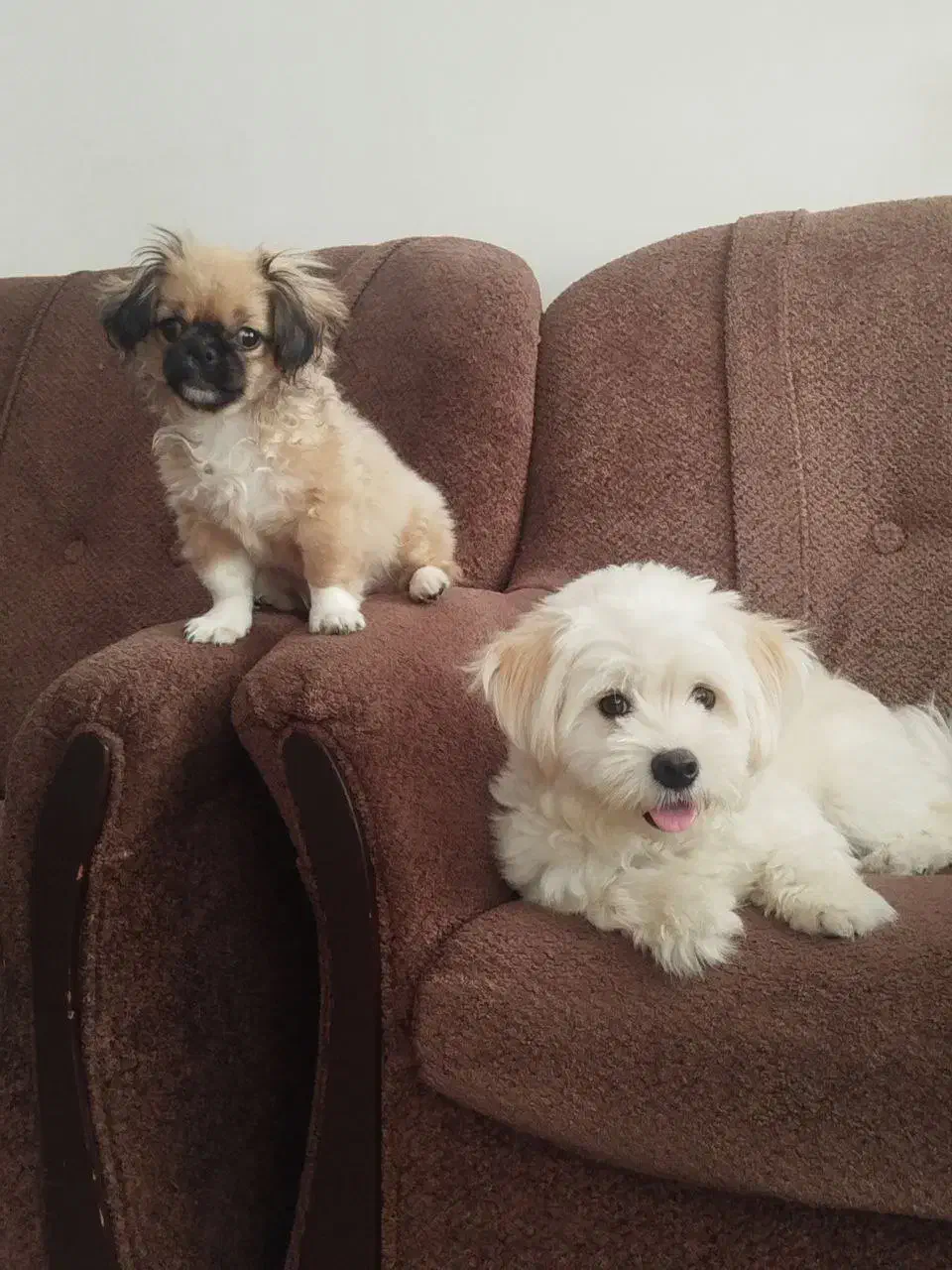 واگذاری سگ آپارتمانی|سگ|بابل, |دیوار