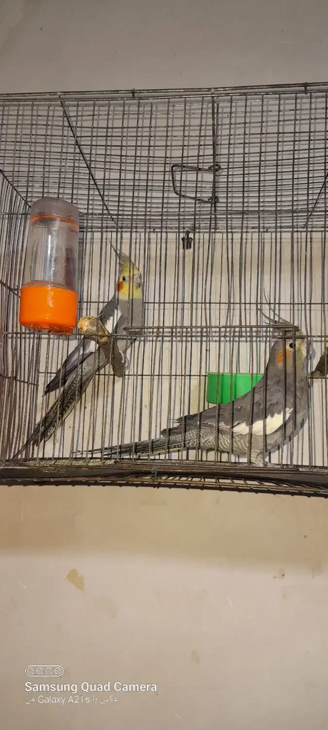 عروس هلندی|پرنده|تربت جام, معدآباد|دیوار