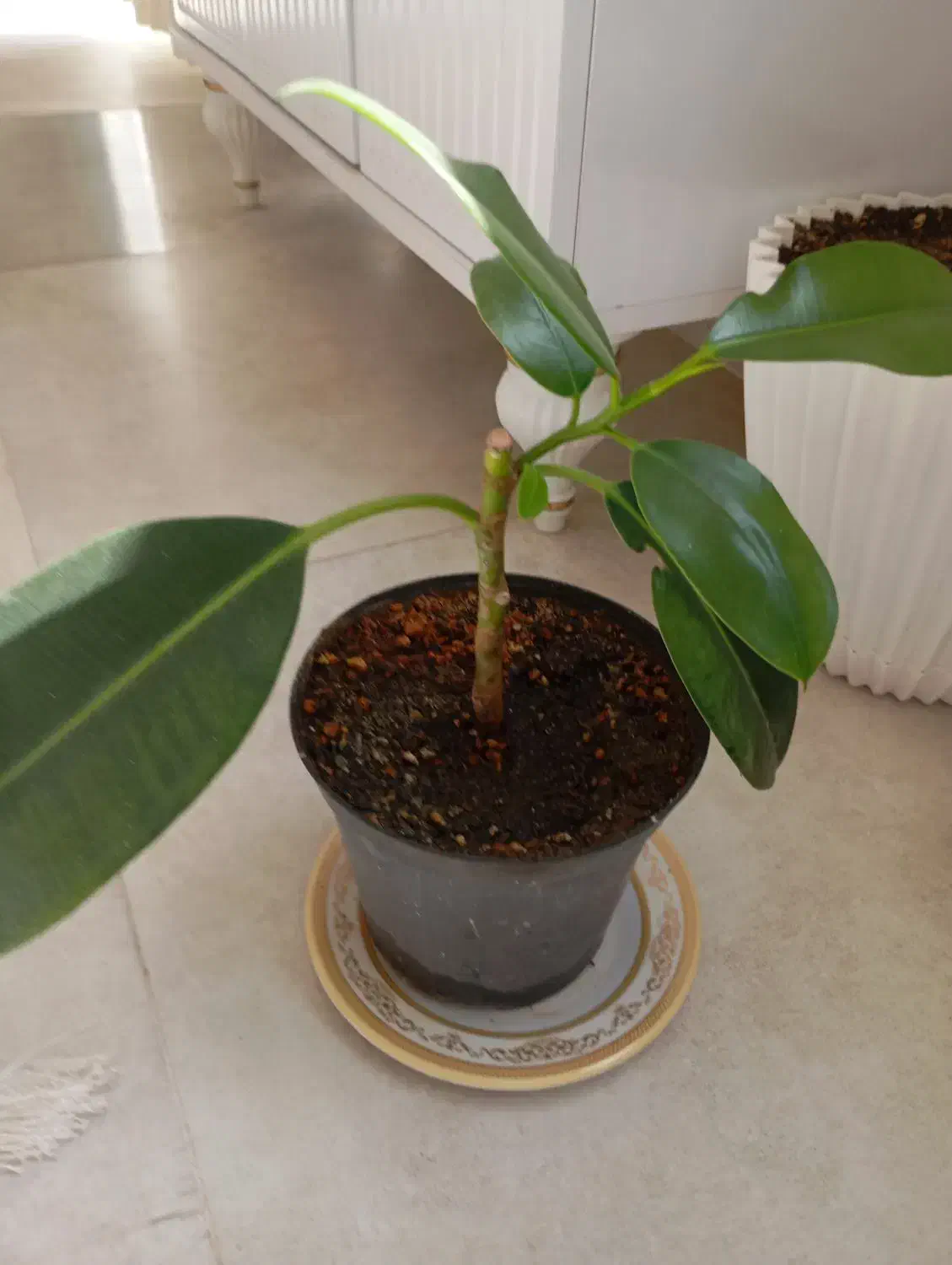 گل فیکوس فروشی|گل و گیاه طبیعی|جوین, |دیوار