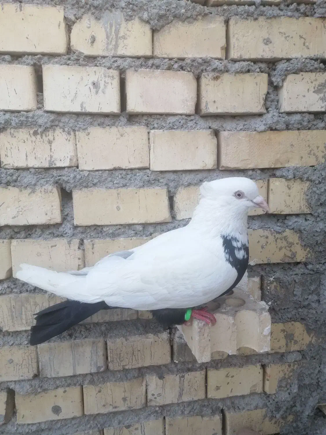 کفتر|پرنده|خرمشهر, |دیوار