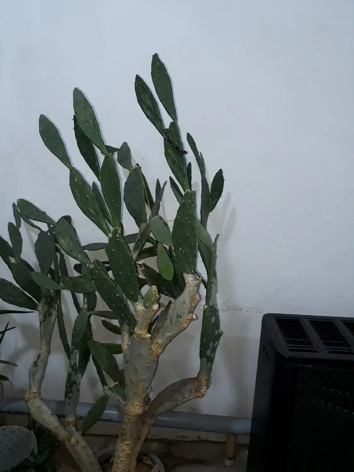 کاکتوس تنومند با سابقه گل دهی|گل و گیاه طبیعی|مرند, |دیوار