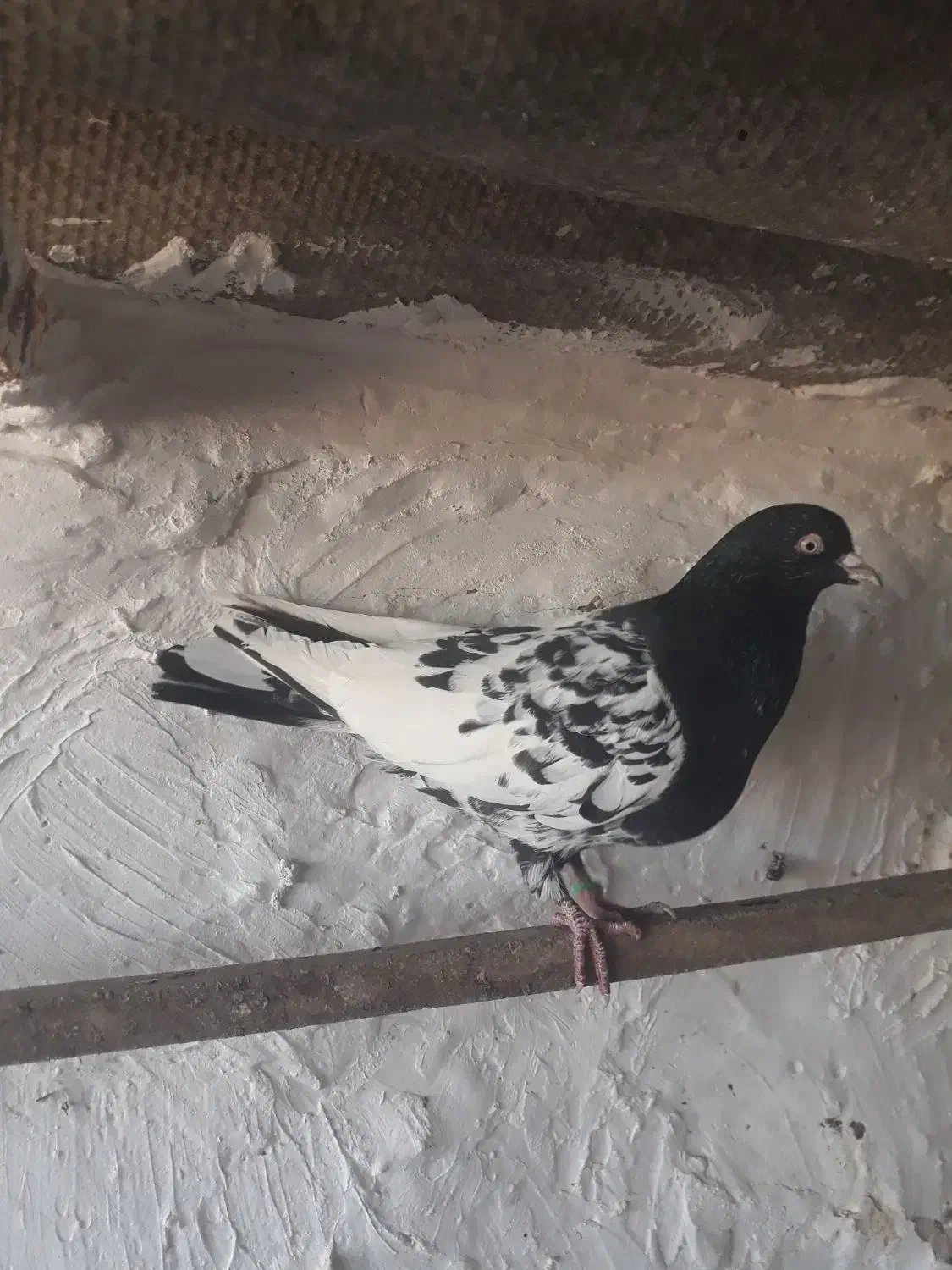 کبوتر ماده سینه سیاه قریب گیری|پرنده|مزرعه کتول, |دیوار