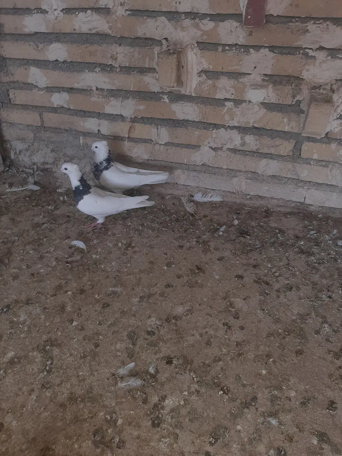 نرماده طوقی|پرنده|گتوند, |دیوار