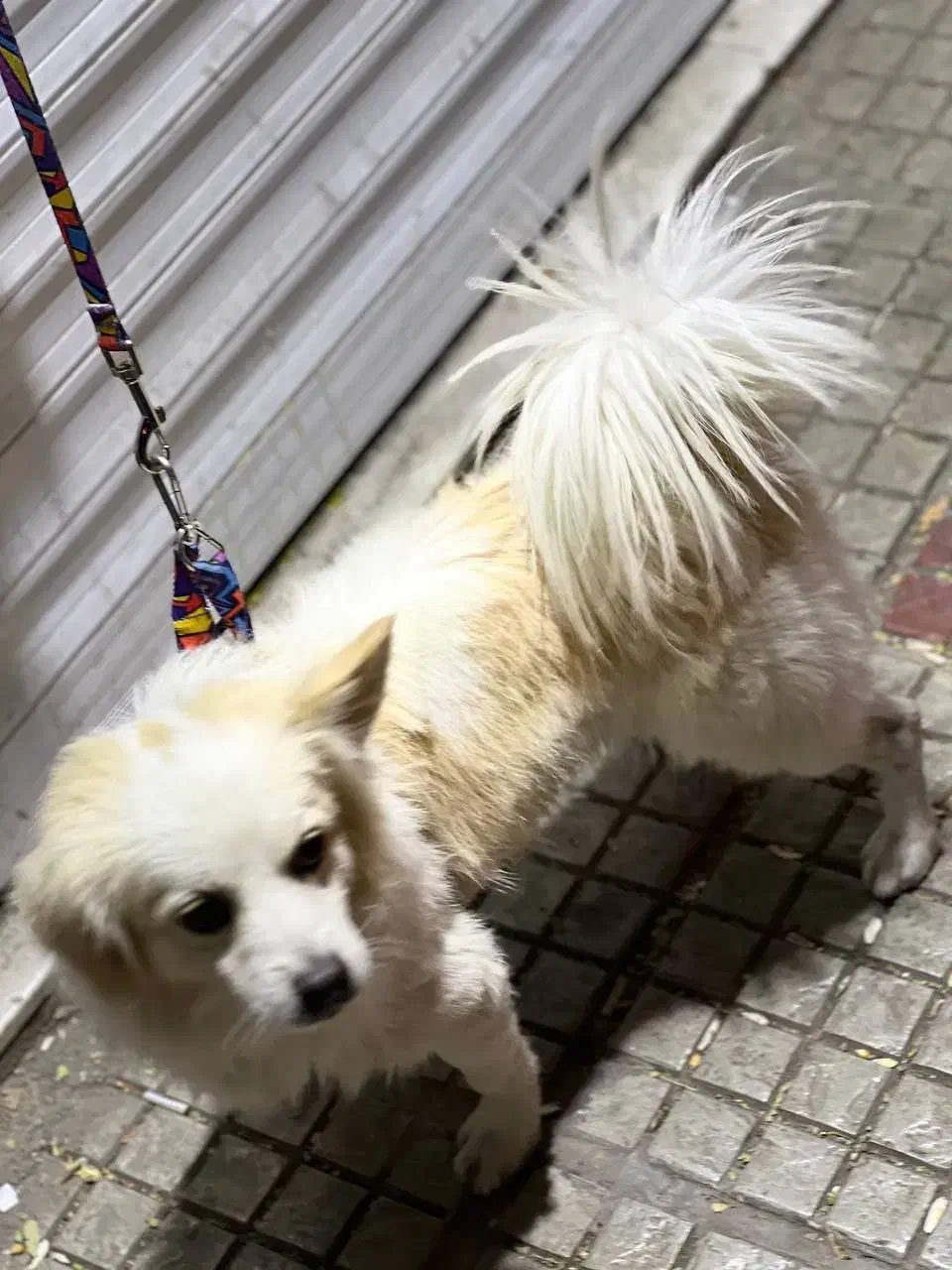 سگ خانگی|سگ|دورود, |دیوار