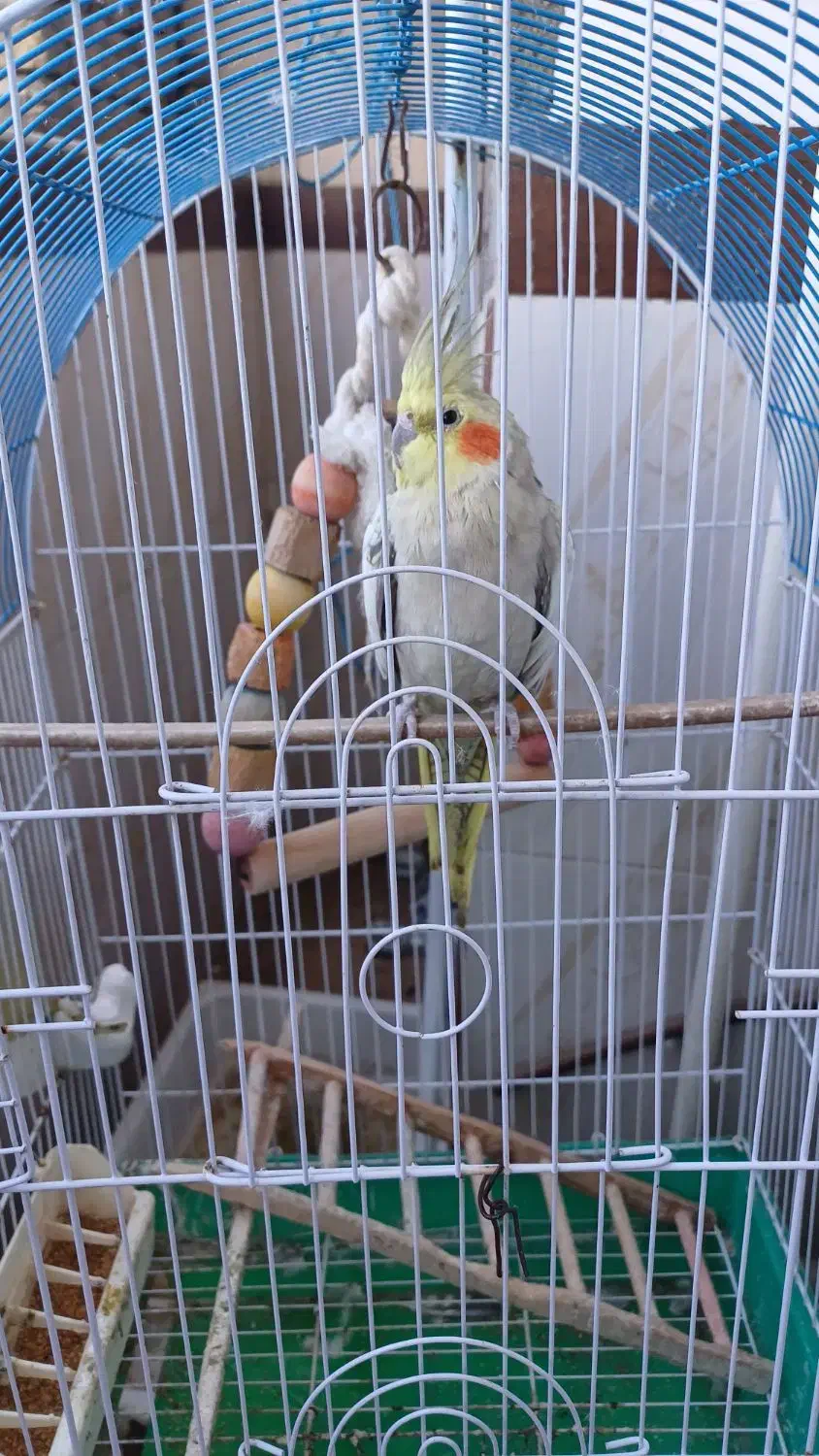 عروس هلندی بسیار زیرک|پرنده|ساری, |دیوار