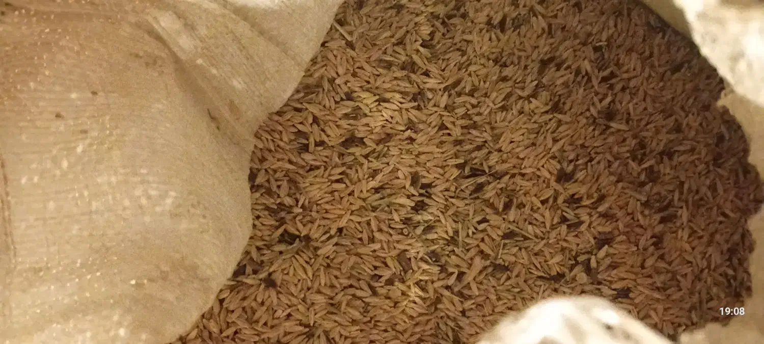 گندم و جو دیم|خدمات باغبانی و درختکاری|سرولایت, |دیوار