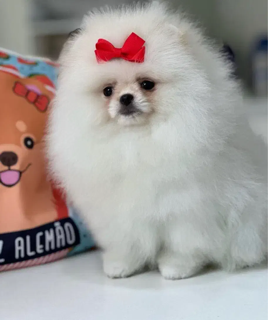 سگ پامر خرسی.پامرانین عروسکی بدون واسطه و دلال|سگ|شیراز, قصرالدشت|دیوار