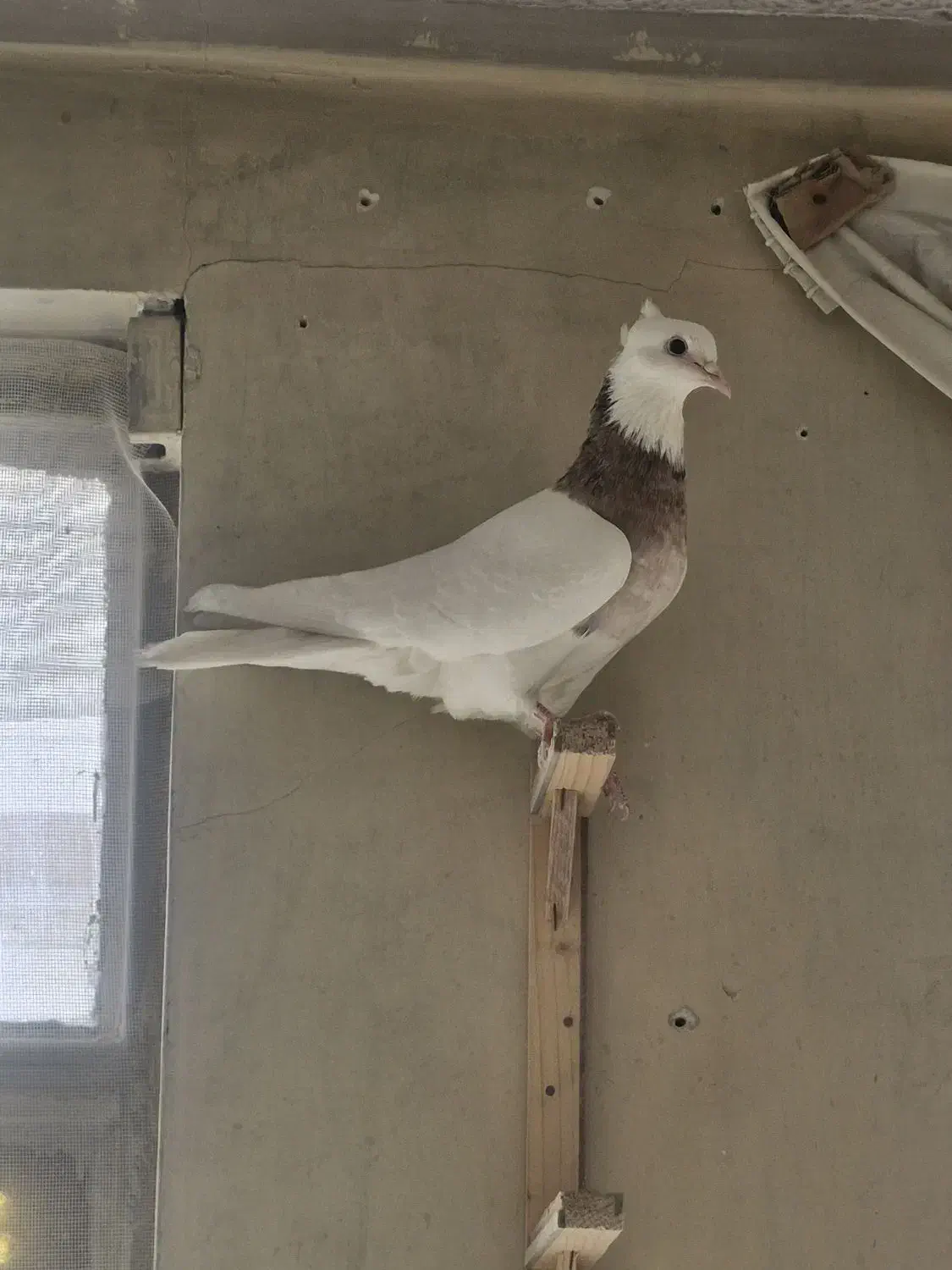 کفتر جوجه|پرنده|مشهد, تلگرد|دیوار