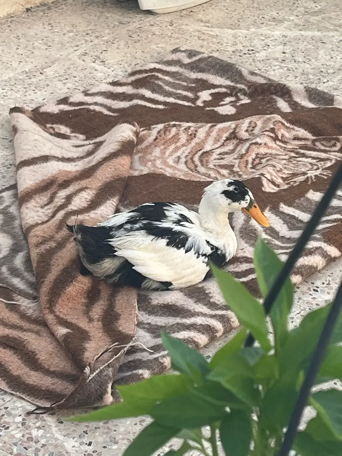 اختیاری|پرنده|مشهد, کوثر|دیوار