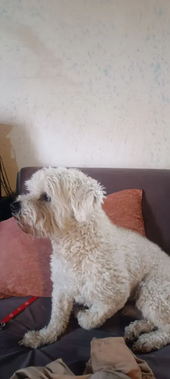 سگ شیتزو|سگ|صدرا-فارس, باغشهر گلبهار صدرا|دیوار