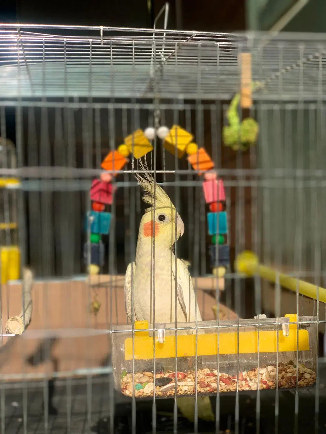 عروس هلندی|پرنده|سوسنگرد, |دیوار