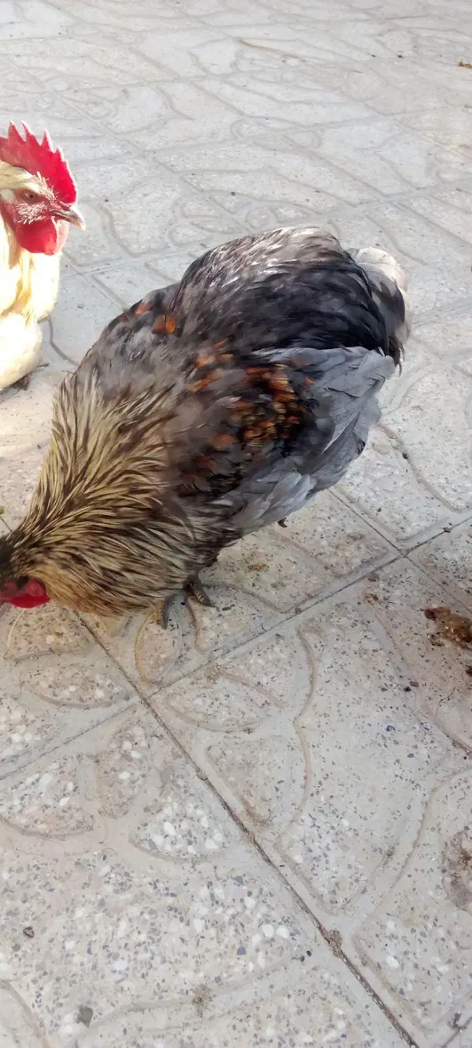 خروس|حیوانات مزرعه|جهرم, |دیوار