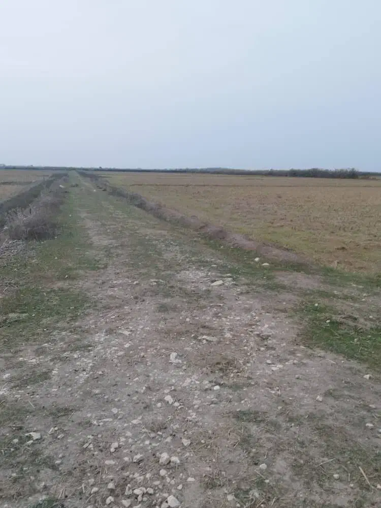 14000متر زمین کشاورزی متری 250|فروش زمین و ملک کلنگی|رضوانشهر, |دیوار