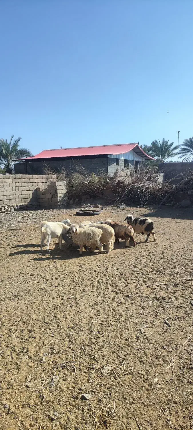 گوسفند|حیوانات مزرعه|ارزوئیه, |دیوار