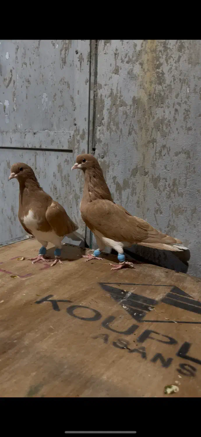 شهری.خوشرنگ زرد|پرنده|شیراز, برمشور علیا|دیوار