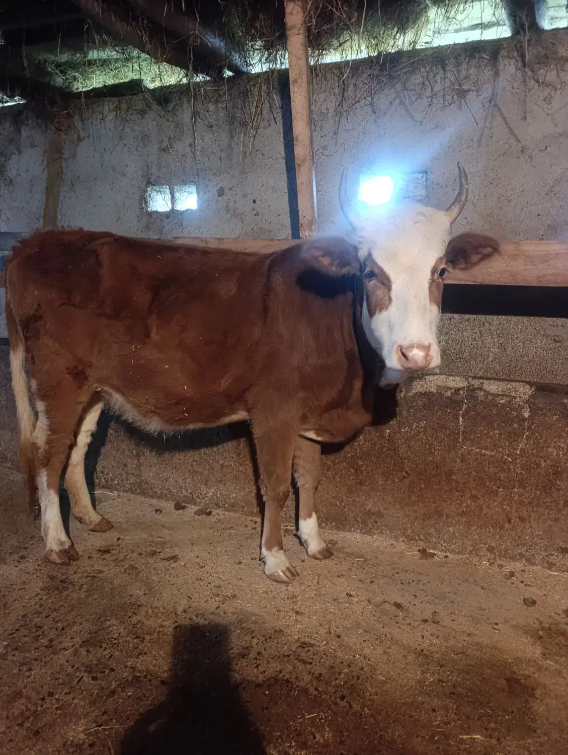 لیشه چالوسی شکم دار|حیوانات مزرعه|سنگر, |دیوار