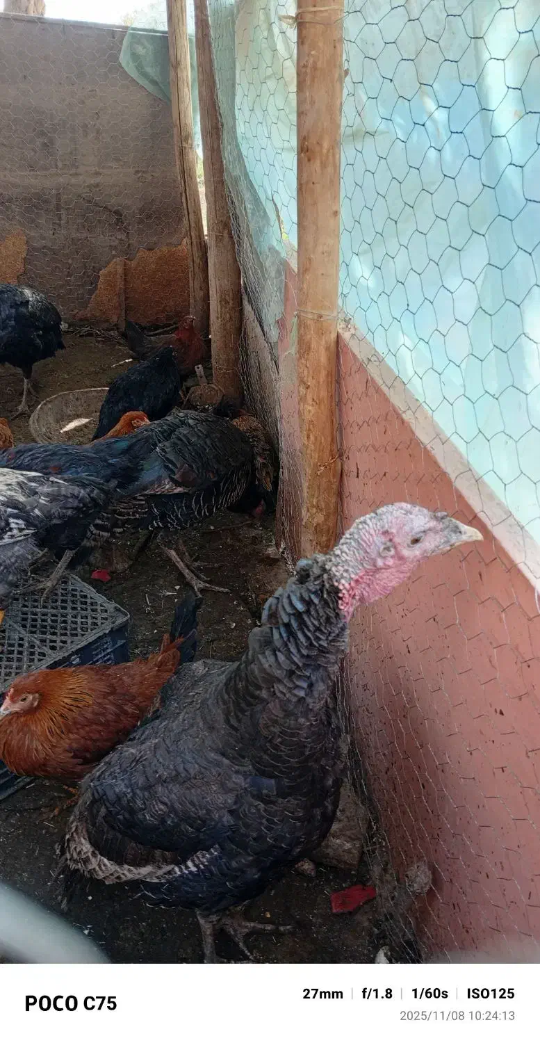 بوقلمون جوان|حیوانات مزرعه|گرمسار, |دیوار