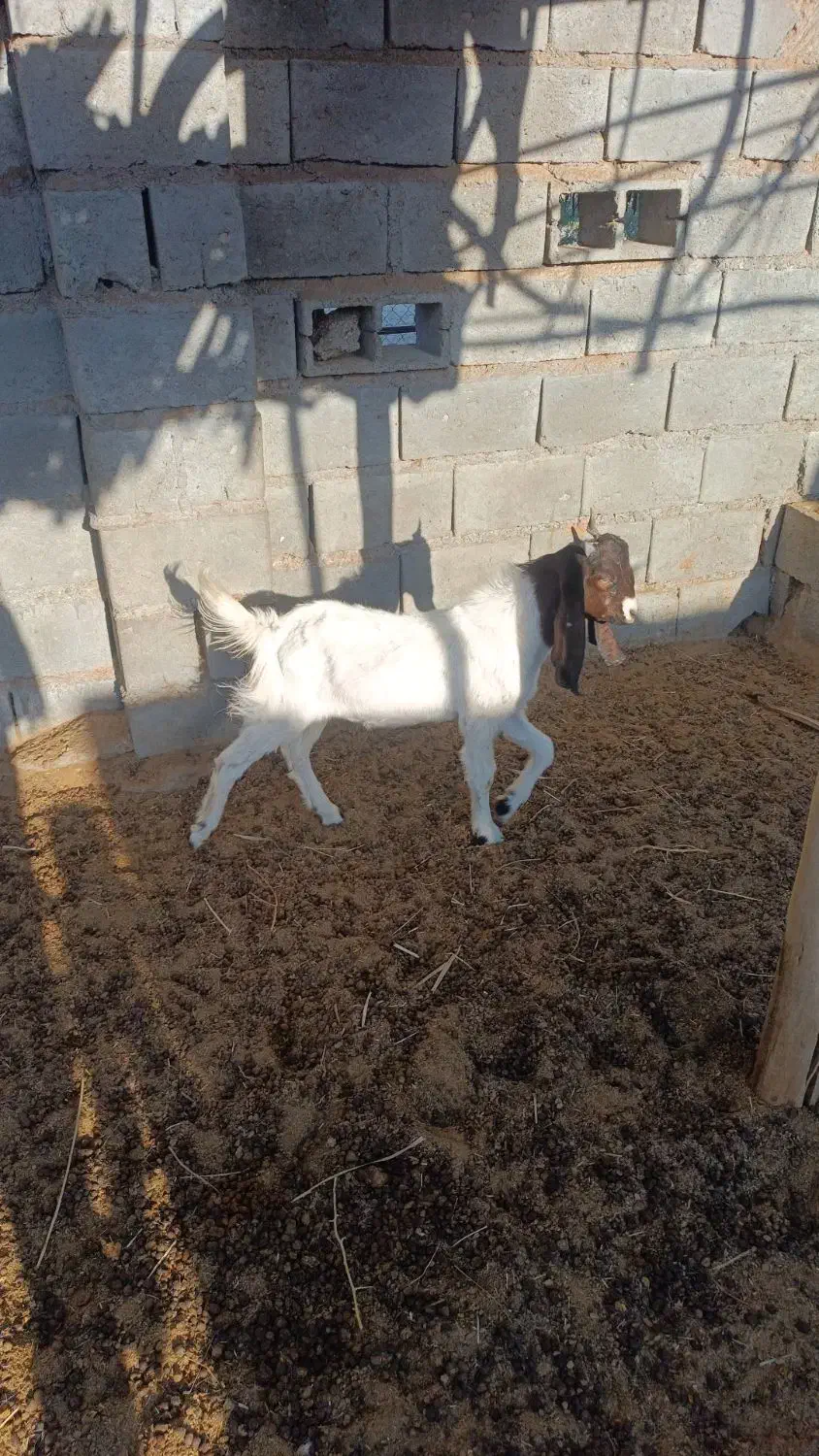 فروش دو عدد کهره نر و ماده|حیوانات مزرعه|رودخانه, |دیوار