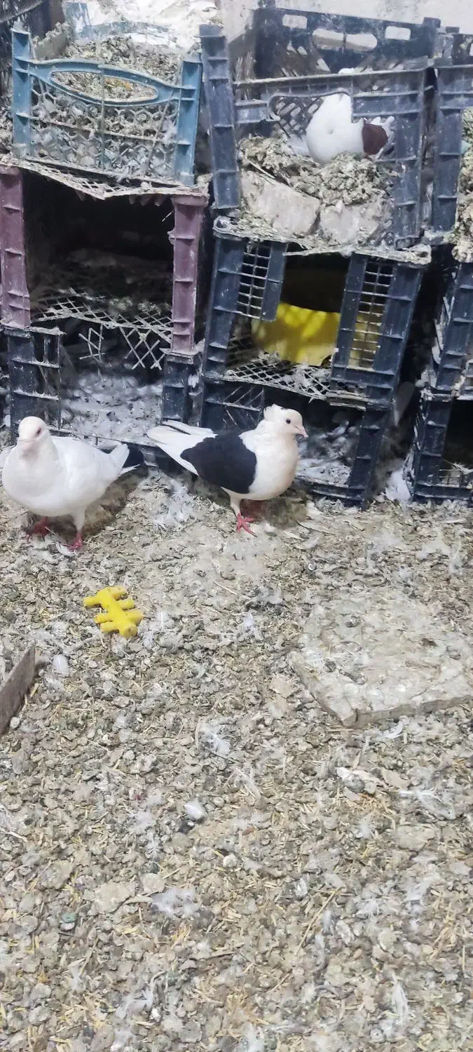 کبوتر در پرنده ها|پرنده|پلدختر, |دیوار