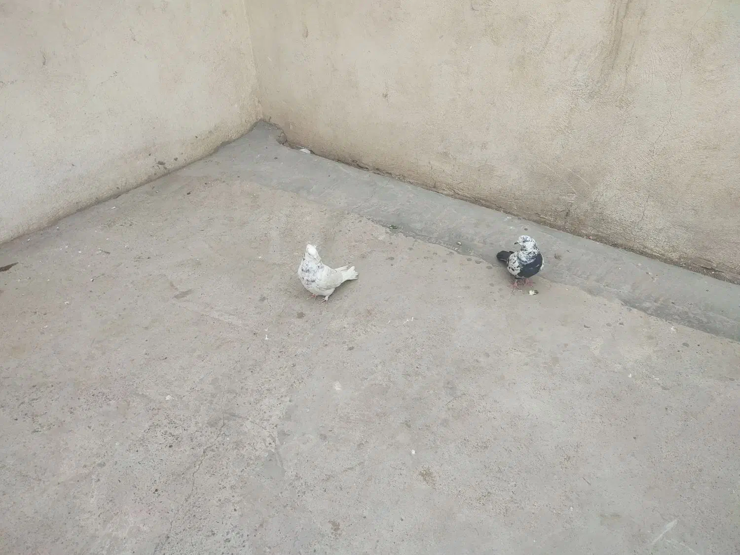 2عدد کبوتر سالم است معاوضه دارم|پرنده|قرچک, فردیس|دیوار