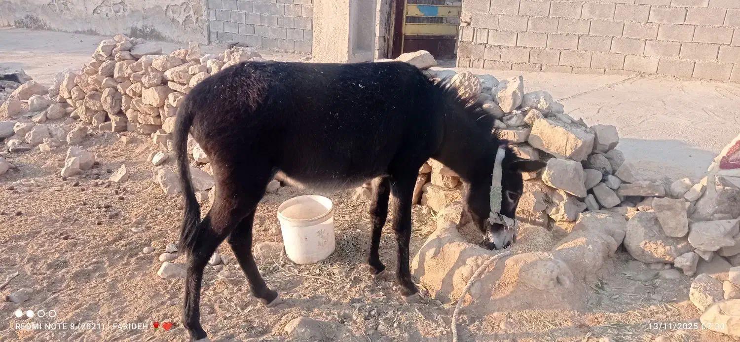 الاغ ماده|حیوانات مزرعه|ایذه, |دیوار