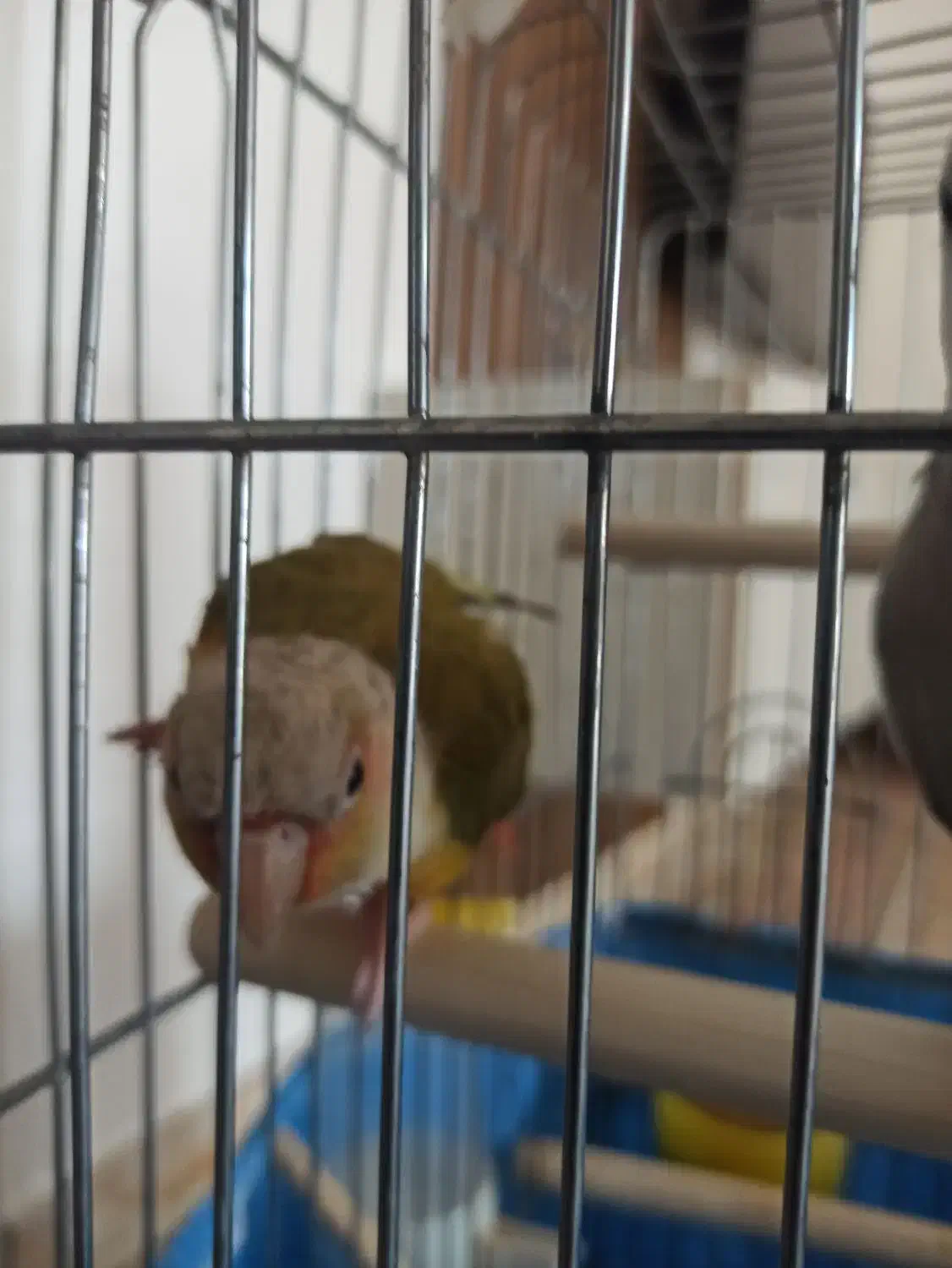 گرینچیک و عروس وایت فیس|پرنده|خرمآباد, |دیوار