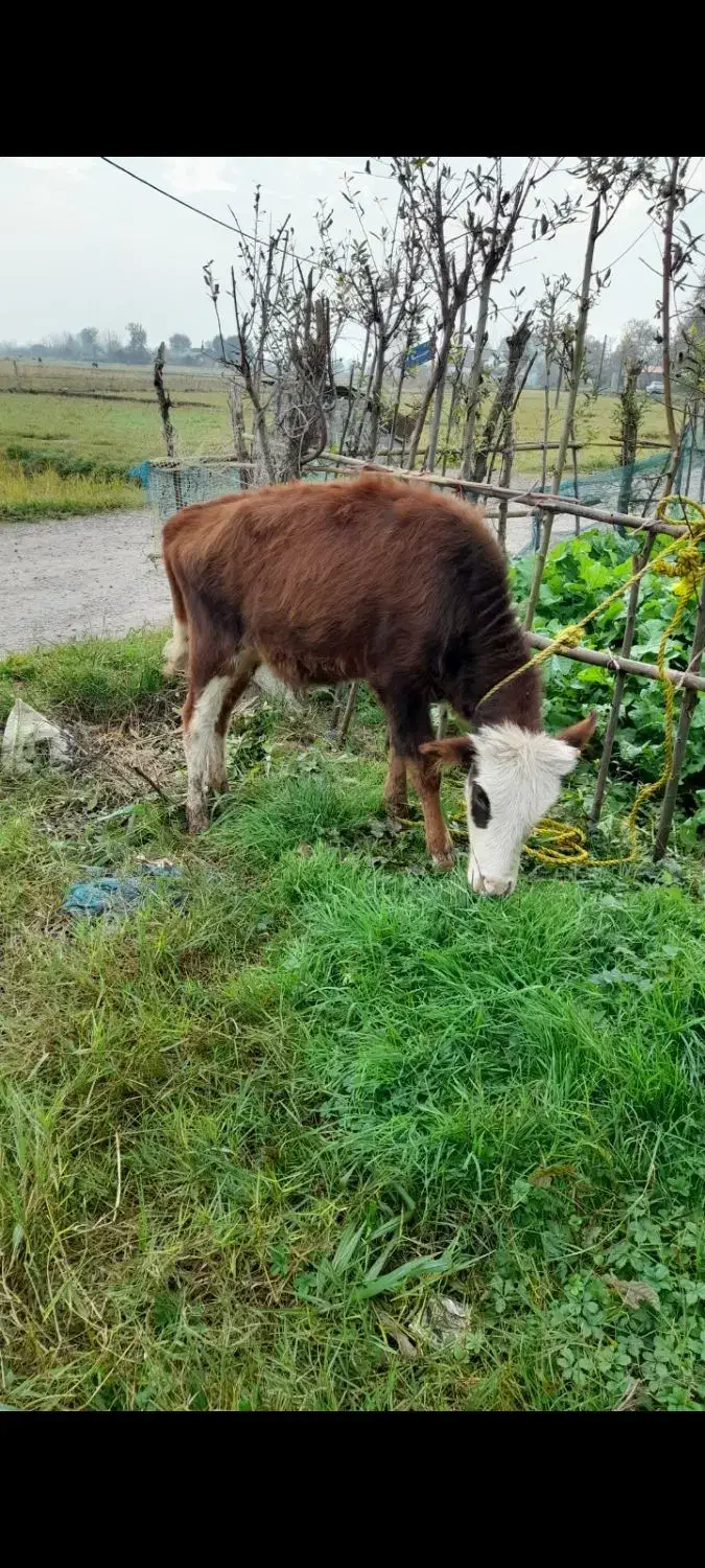 لیشه ماستی|حیوانات مزرعه|کوچصفهان, |دیوار