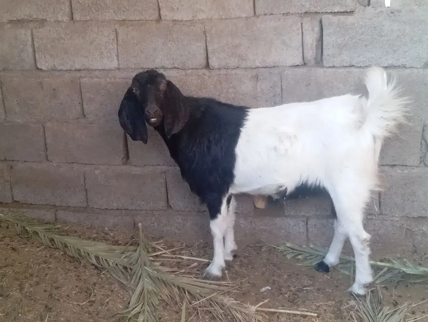 گوسفند بربری|حیوانات مزرعه|مهرستان, |دیوار