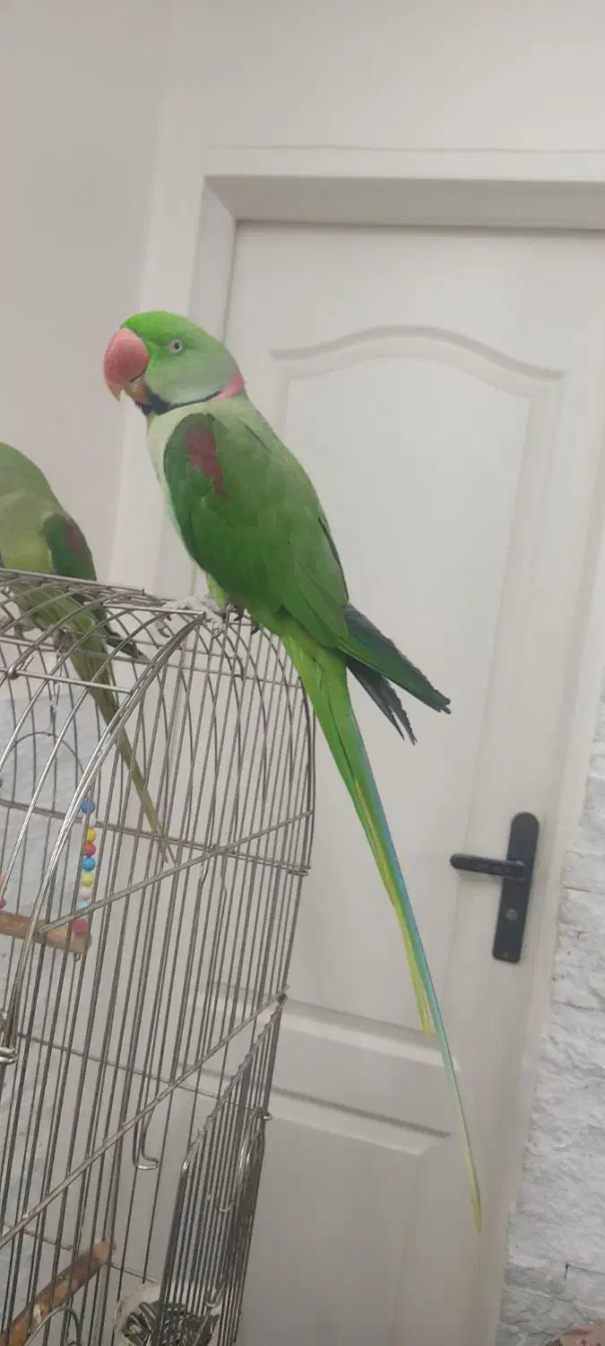 شاه طوطی سخنگو|پرنده|تهران, زهتابی|دیوار