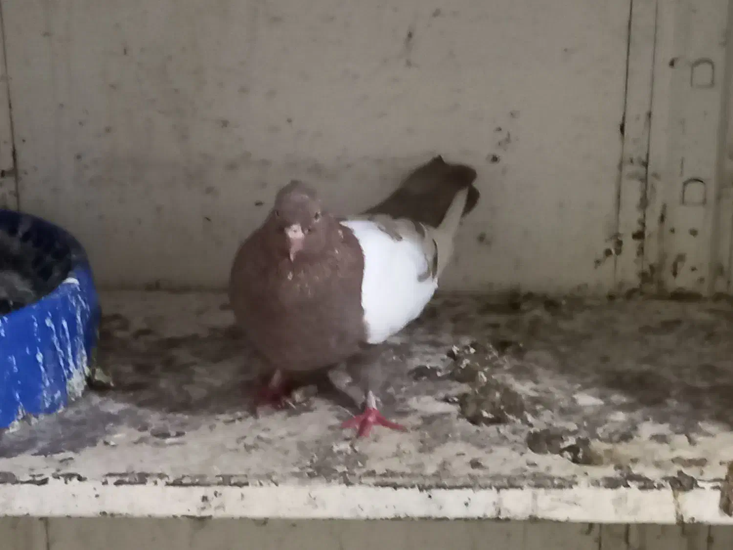 کبوتر طوقی|پرنده|عسلویه, |دیوار