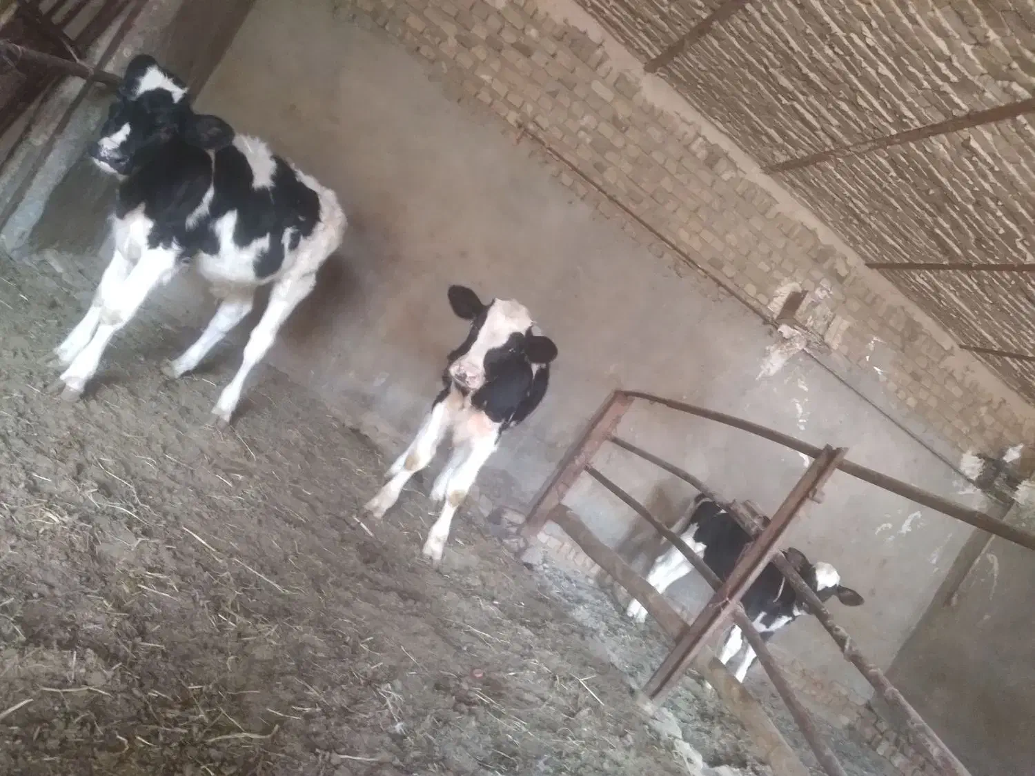 س تا جوانه دوتا ۵ وچهار ماهه یکی ۳ ماه کمتر|حیوانات مزرعه|اسحاق آباد, |دیوار