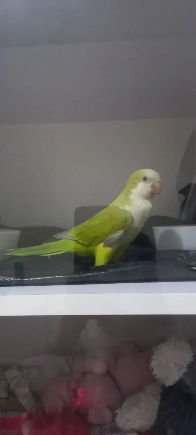 راهب گمشده|پرنده|تهران, افسریه جنوبی|دیوار