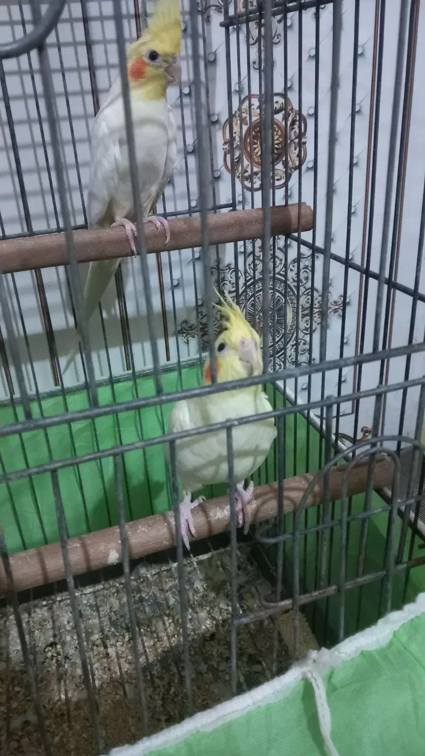 عروس هلندی|پرنده|کارون, |دیوار