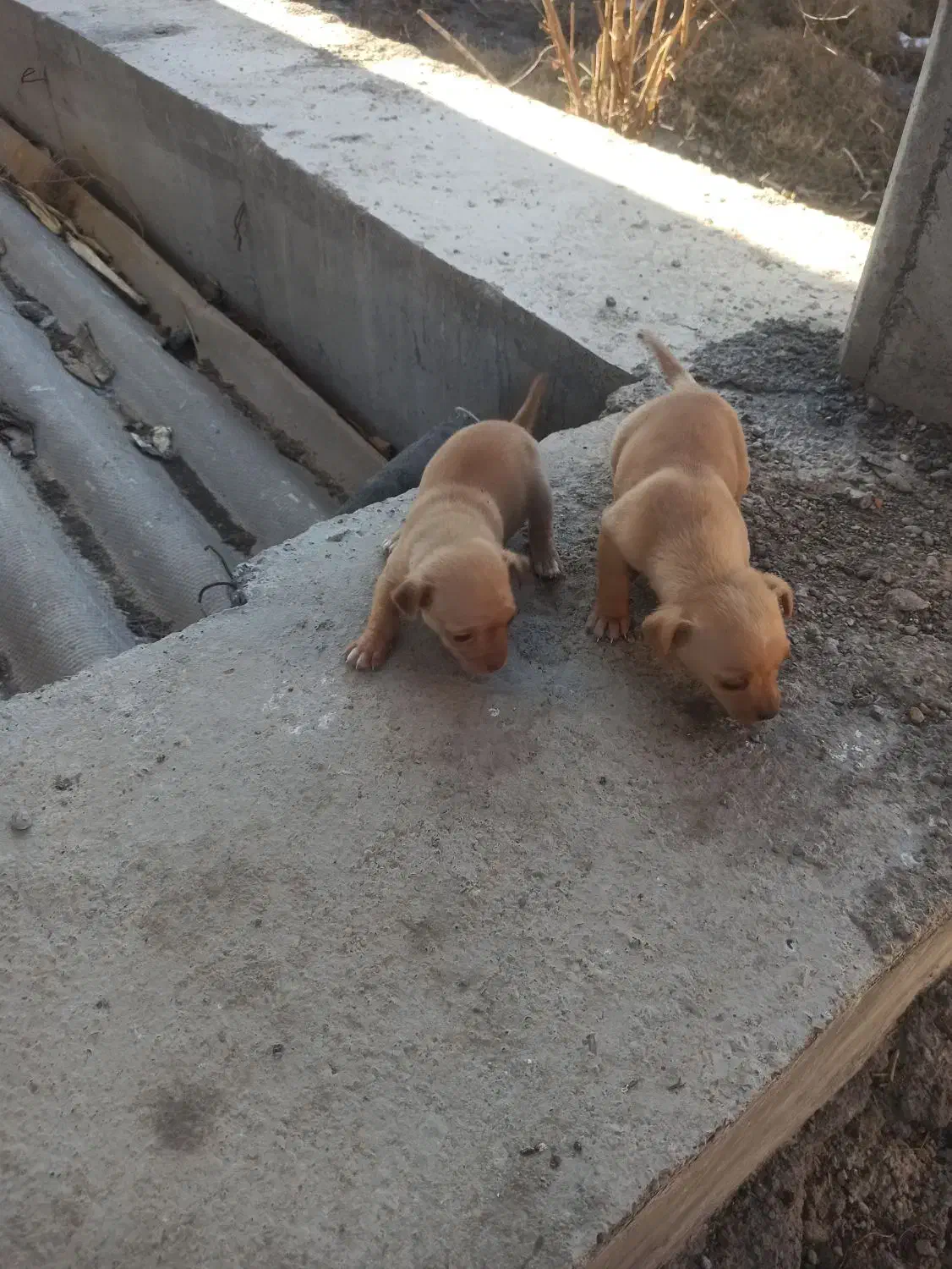 ماده پاکوتاه|سگ|سیمین شهر, |دیوار