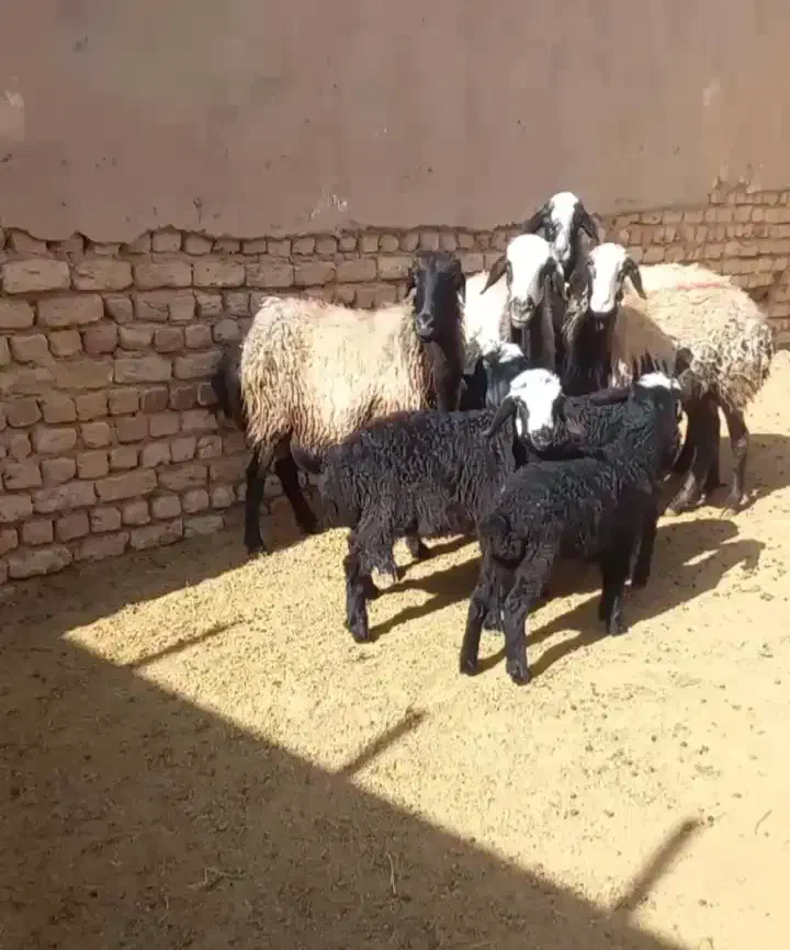 میش شالی|حیوانات مزرعه|اسفرورین, |دیوار