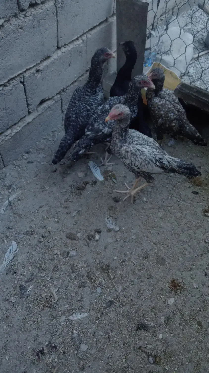 مرغ لاری|حیوانات مزرعه|سراوان, |دیوار