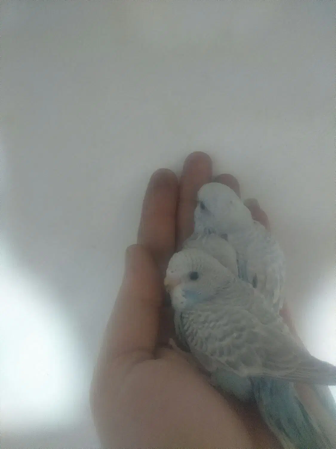 مرغ عشق پرنده دستی سخنگو|پرنده|رشت, شهرک شهید مفتح|دیوار