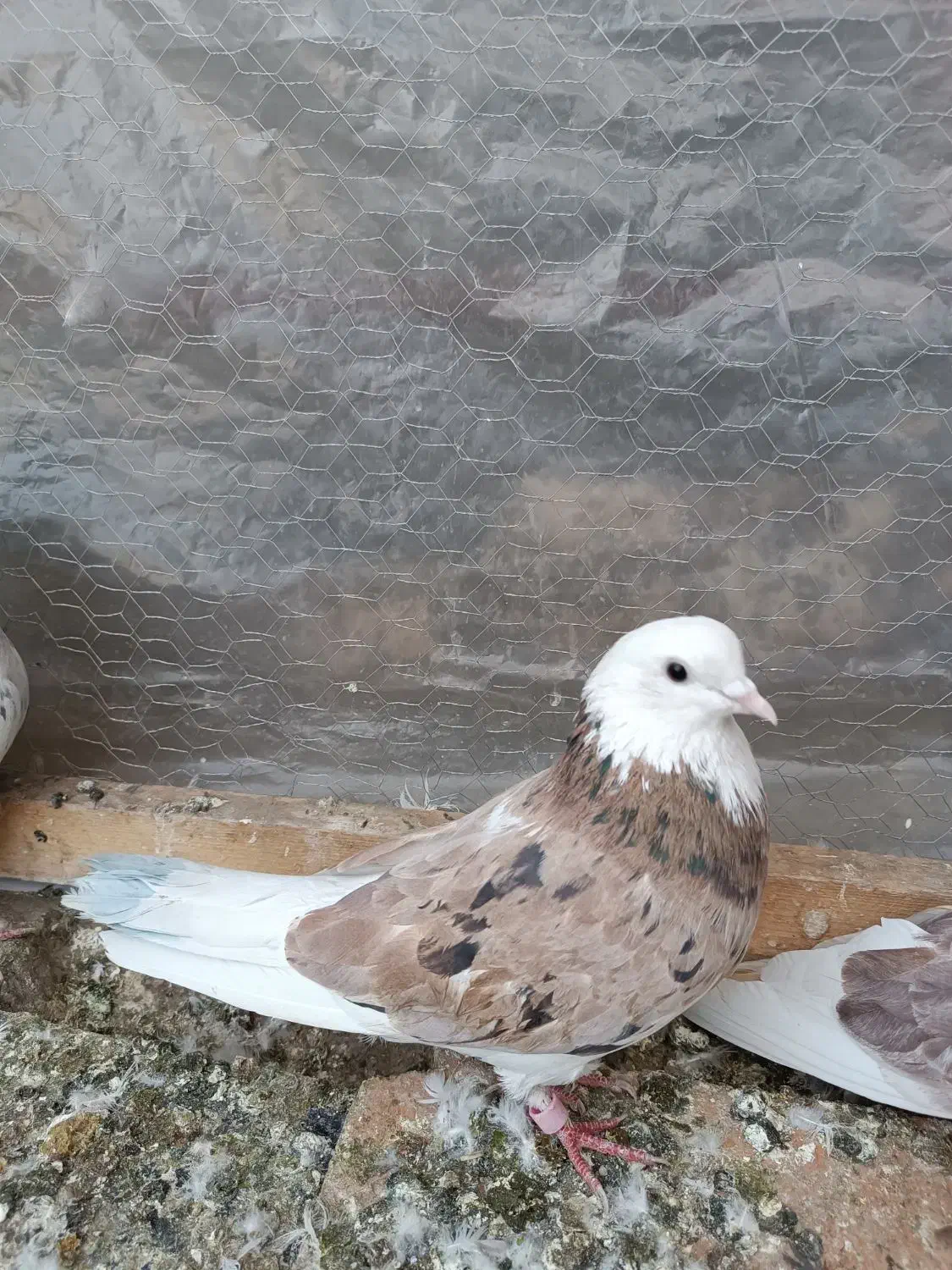 کفتر|پرنده|چهاردانگه (تهران), |دیوار